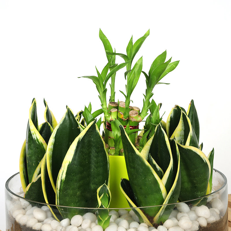 Air Purifying Good Luck Plant Combo - Image 2