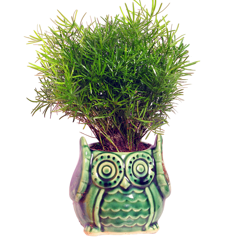 Air Purifying Plant In Owl Shaped Vase