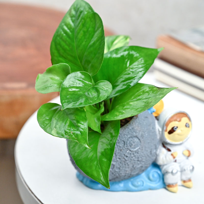 Astronaut Money Plant - Image 2