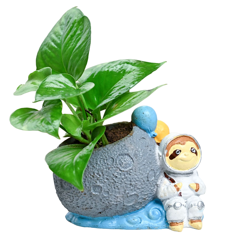 Astronaut Money Plant