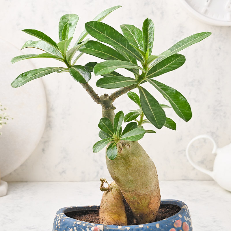 Beautifully Adenium - Image 2