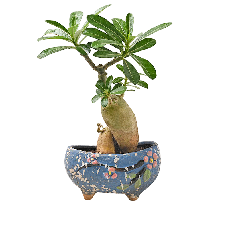Beautifully Adenium