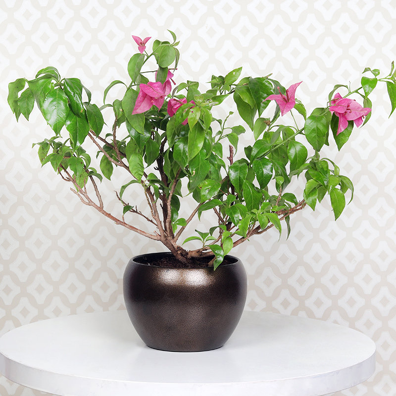 Bougainvillea Bonsai Plant - Image 2