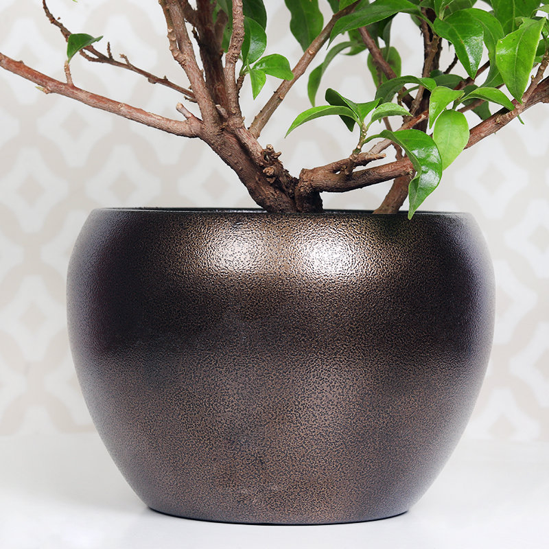 Bougainvillea Bonsai Plant - Image 4