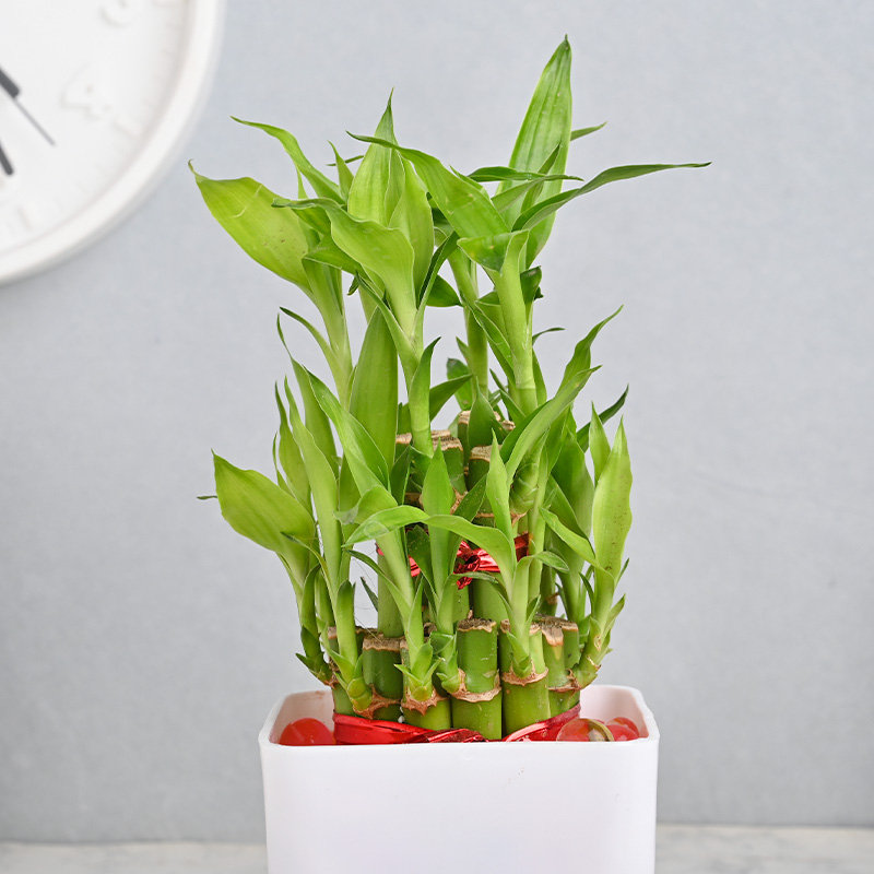 Elegant Two Layer Bamboo Plant - Image 2