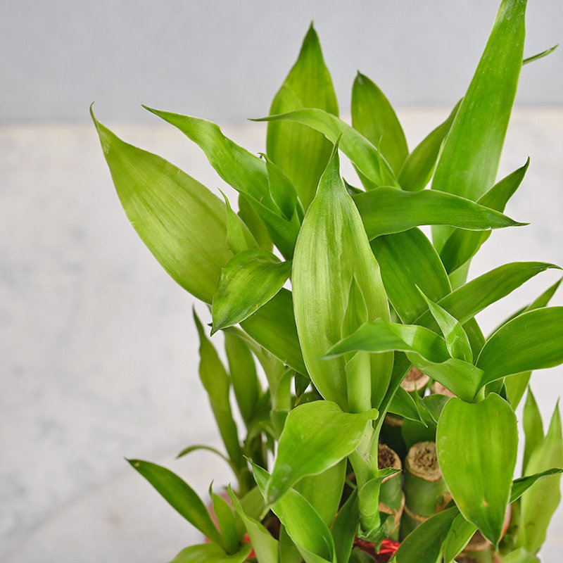 Elegant Two Layer Bamboo Plant - Image 3