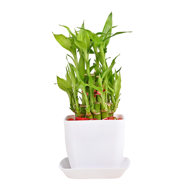 Elegant Two Layer Bamboo Plant