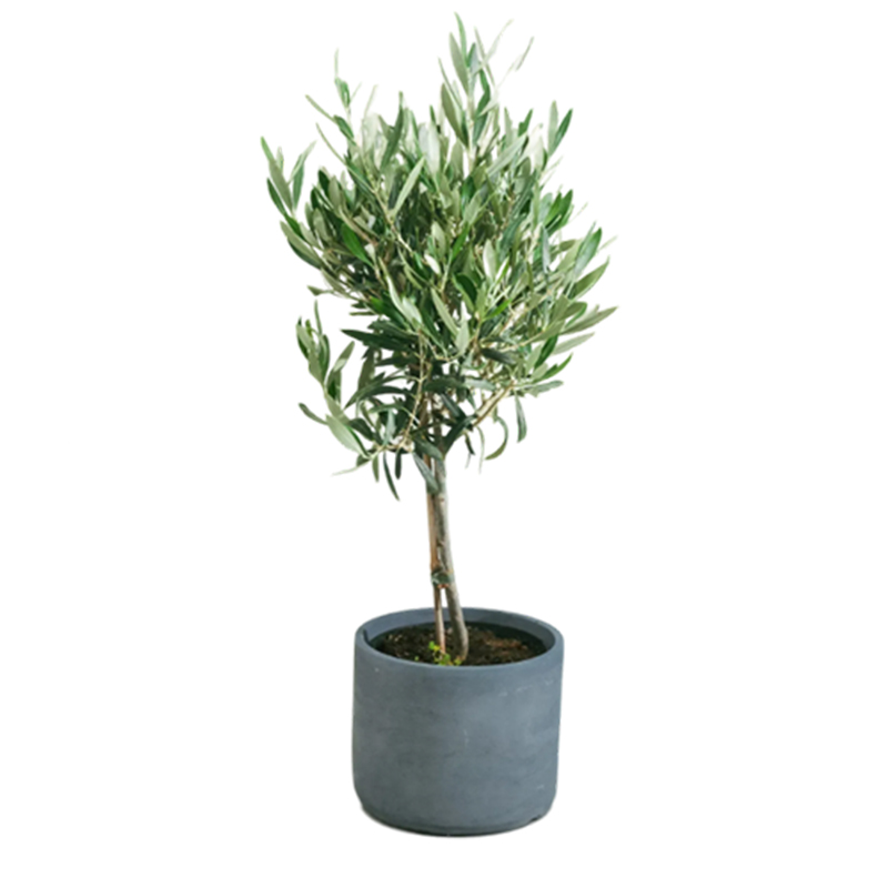 Faux Olive Tree