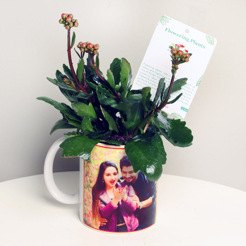 Flowering Love Kalanchoe - Image 2