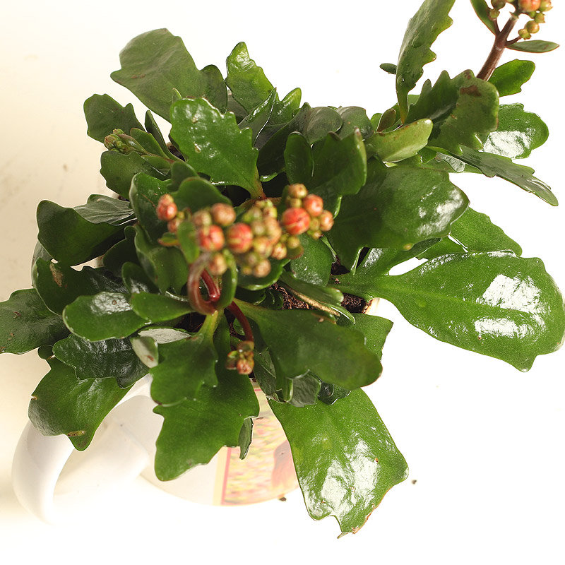 Flowering Love Kalanchoe - Image 3