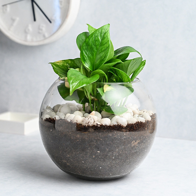Money Plant Goblet - Image 2