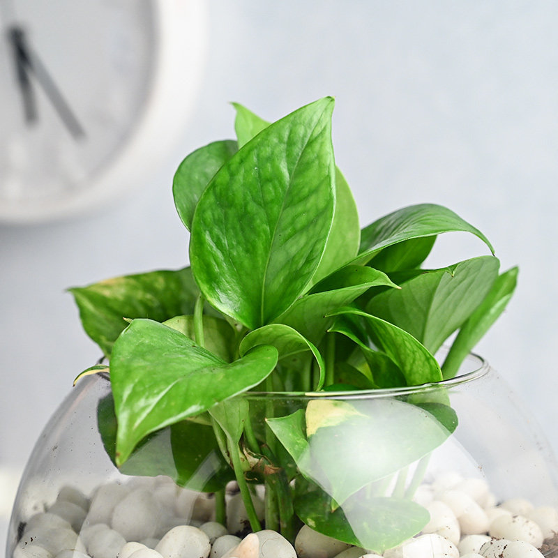 Money Plant Goblet - Image 3
