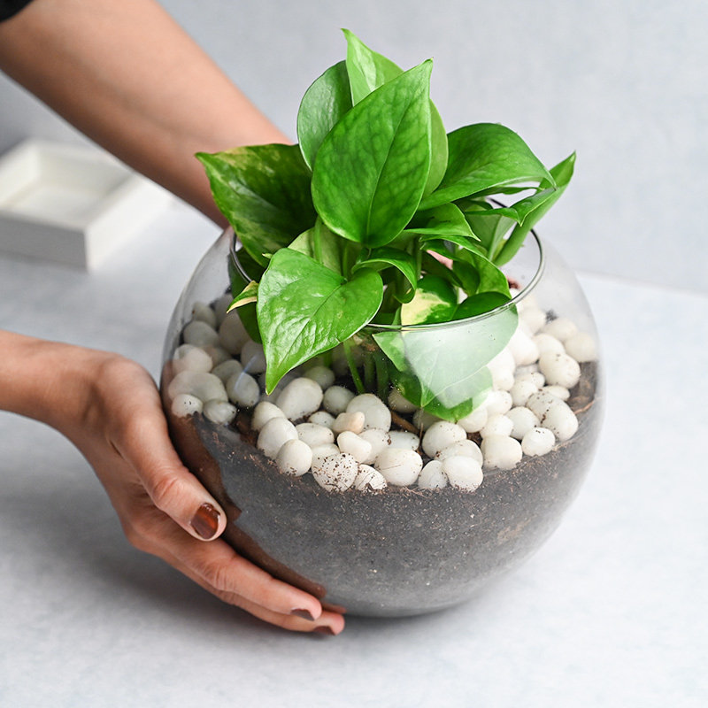 Money Plant Goblet - Image 4