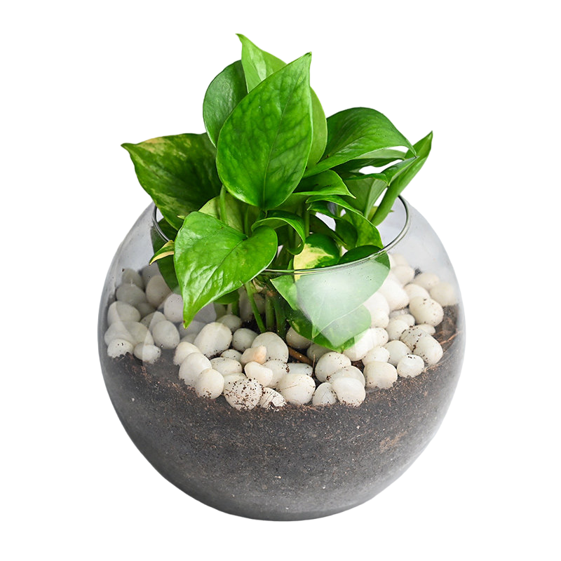 Money Plant Goblet