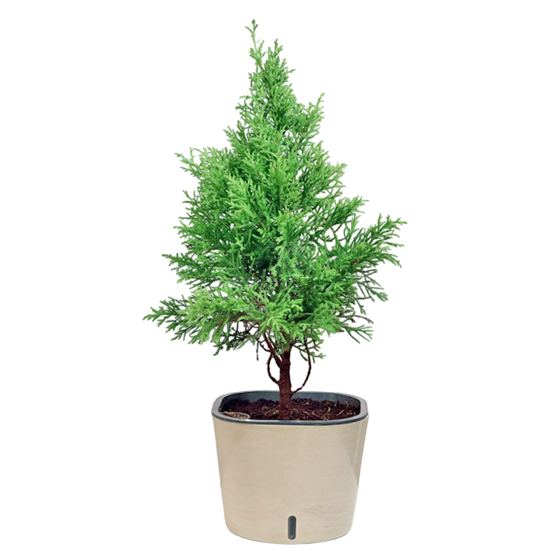 Pretty Cypress Plant