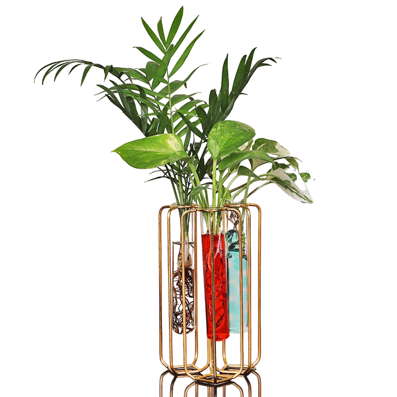 Triplets Test Tube Plants