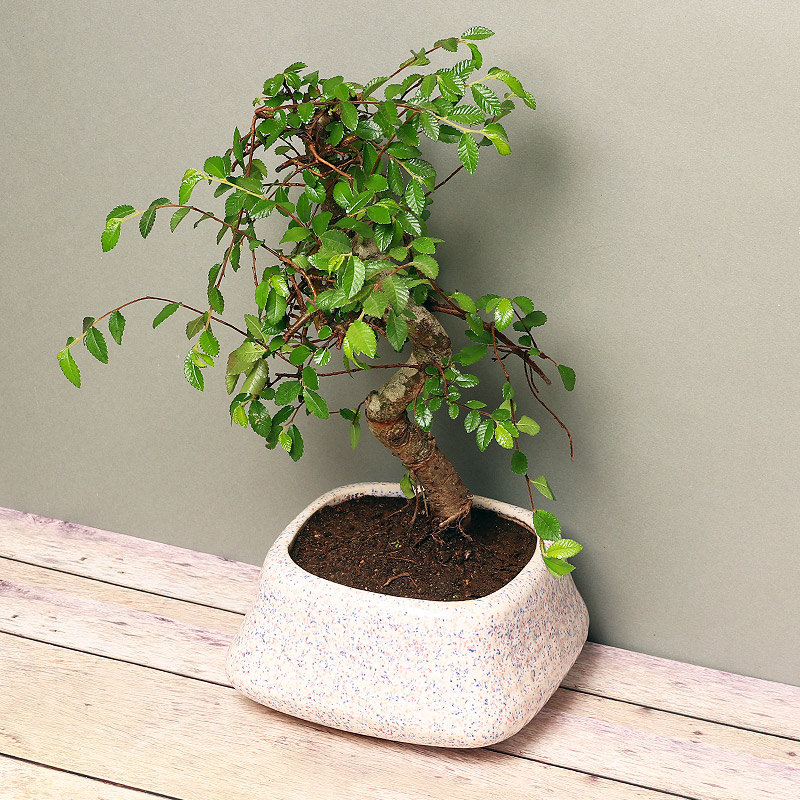 Ulmus S Shaped Bonsai - Image 2