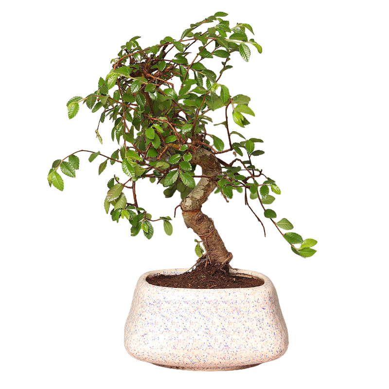 Ulmus S Shaped Bonsai