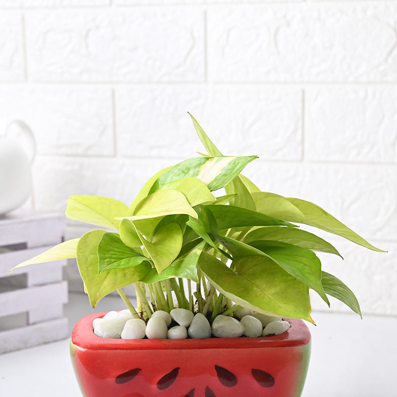 Watermelon Money Plant - Image 2