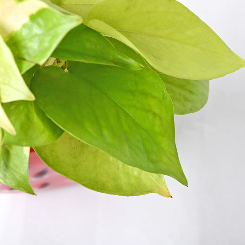Watermelon Money Plant - Image 3