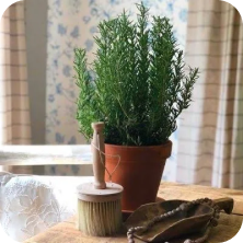 Herbs