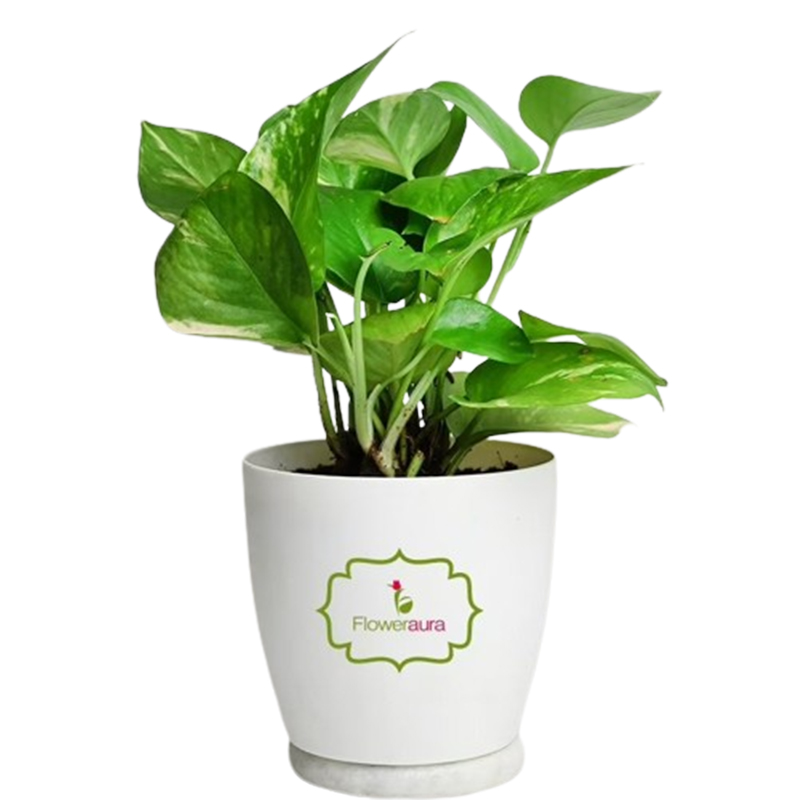 Artificial Olive Tree 4 feet With Pot