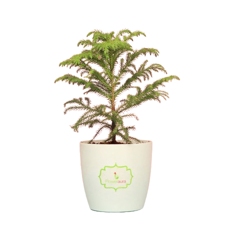 Christmas Tree - Araucaria Heterophylla