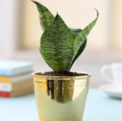 Air Purifying & Plants