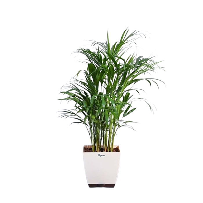 UGAOO Areca Palm Natural Live Indoor Plant with Pot - Extra Large
