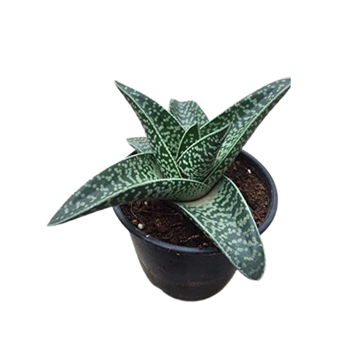 NEW DEBNATH NURSERY,Highly Variegated Hawaiian Soap Aloe Plant