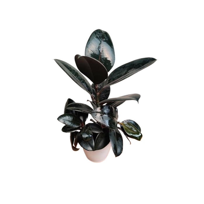 CAPPL Live Ficus Elastica Burgundy Color Rubber Indoor Plant With Pot For Home