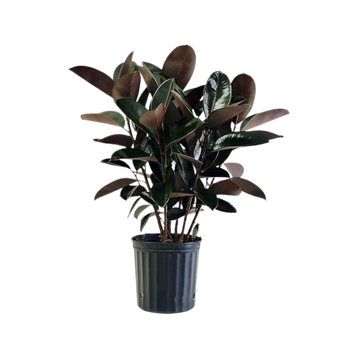 Ficus Burgundy plant