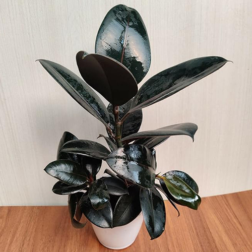 Ficus Burgundy