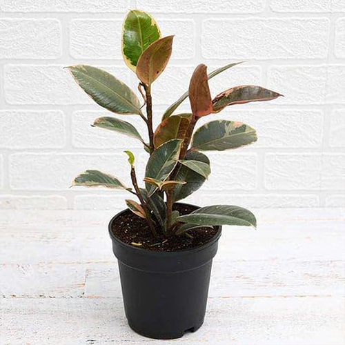 Ficus Ruby