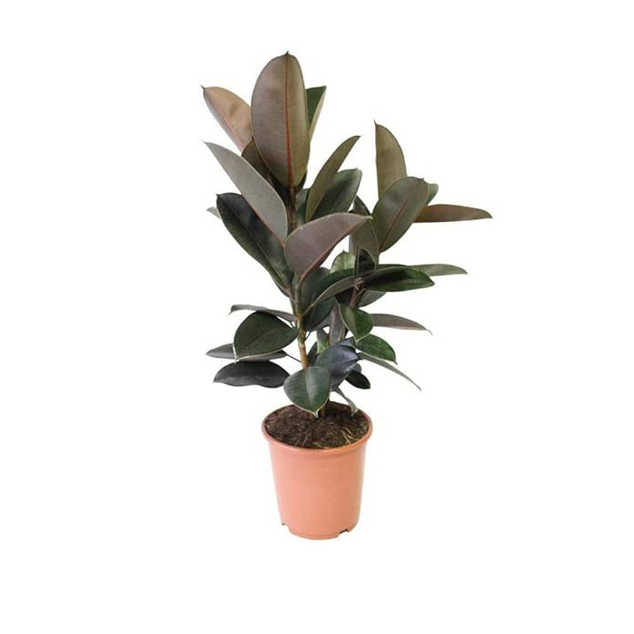 Ficus Tineke-1