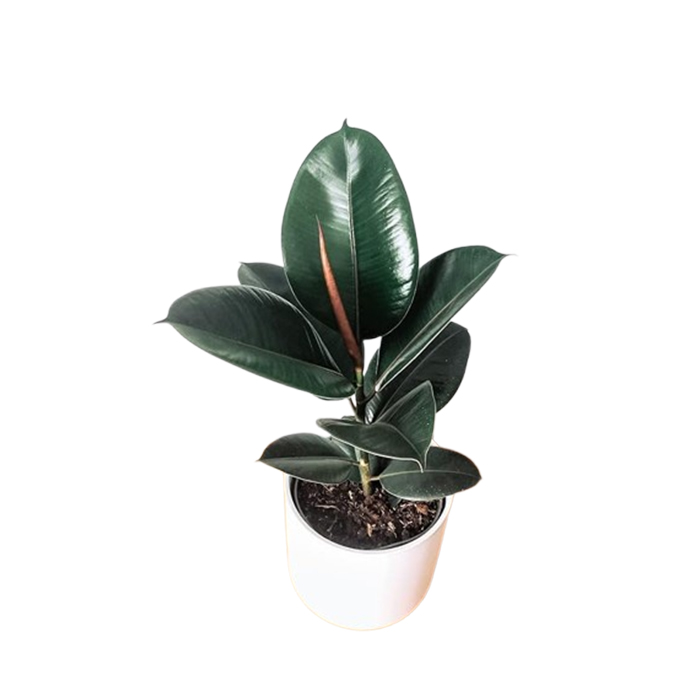 go4plants Rubber Tree Ficus elastica (Tineke) with Plastic pot