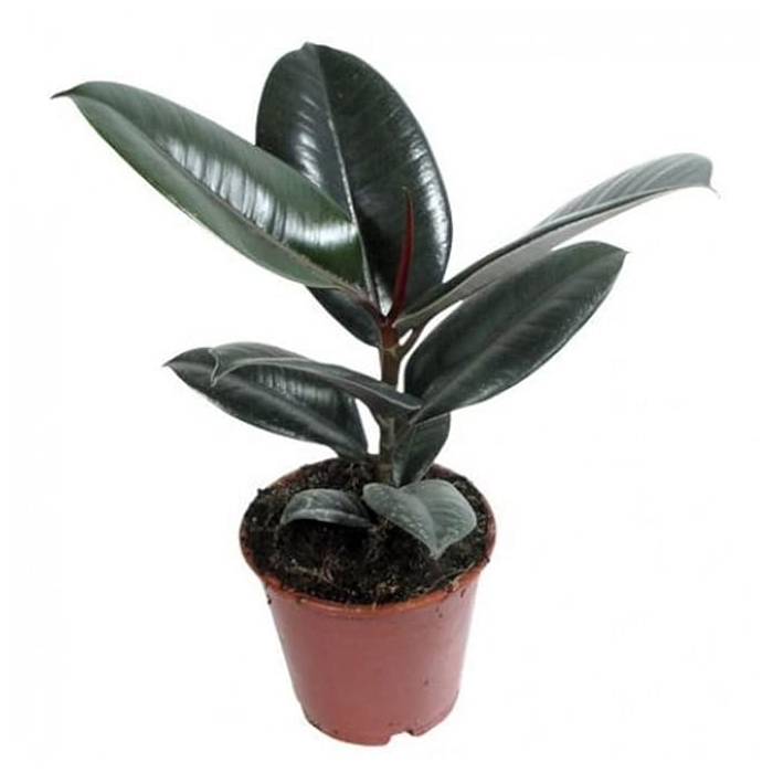 Creative Farmer Indoor Plant Large Ficus Elastica Tricolour, Tineke Rubber