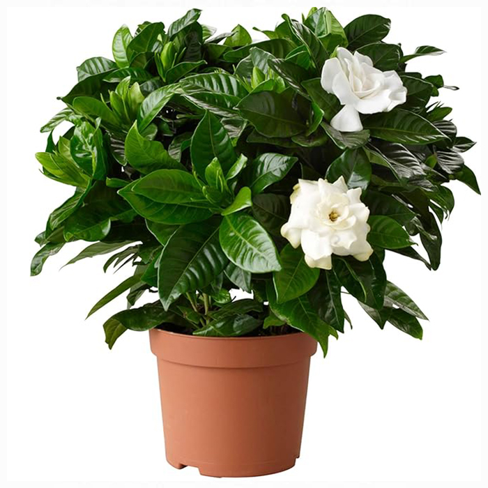 Go4plants Natural Double Chandni live outdoor flower plant with pot