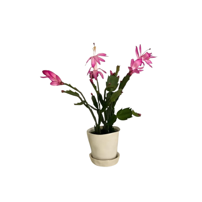 BeGrin Pink Christmas Cactus Zygo Cactus Live Plant Schlumbergera Indoor Flower