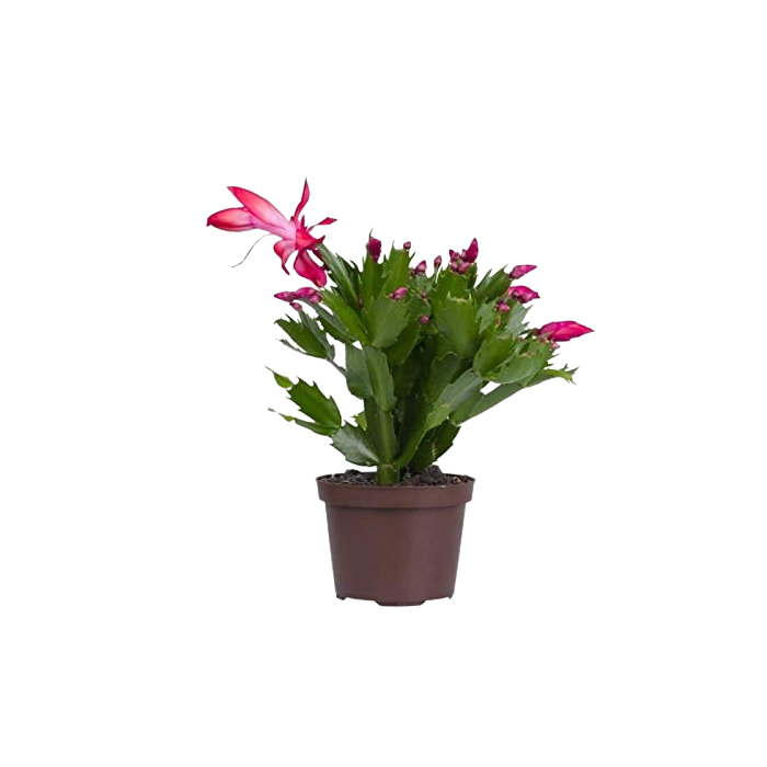 Mphmi Seedless Plant Plants Cactus Christmas Cactus - Schlumbergera Cultivars, Crab Cactus Plant