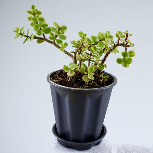 Variegated Jade