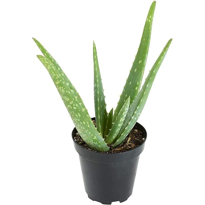 SEEDTREES Real Live Pure Aloe Vera Plant for Face, Skin & Hair