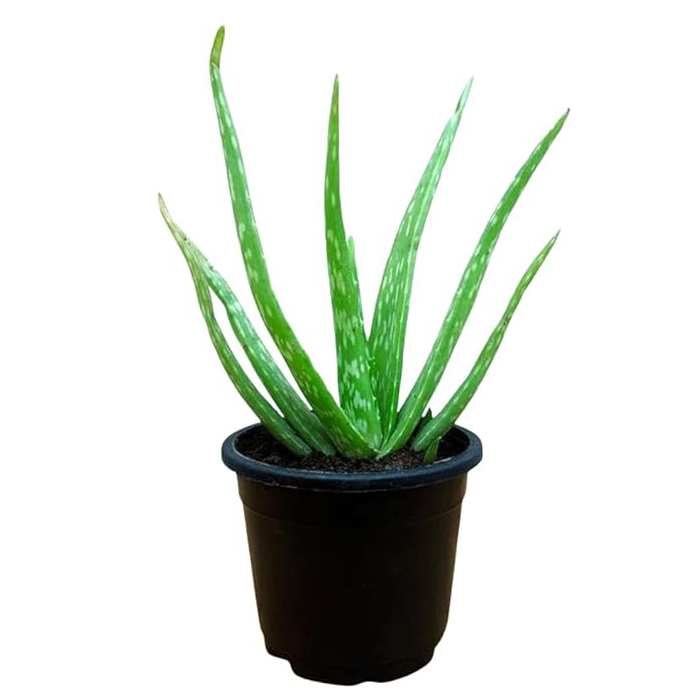 Aloe vera live plant big leaves | Easy Care Succulent Live Plant