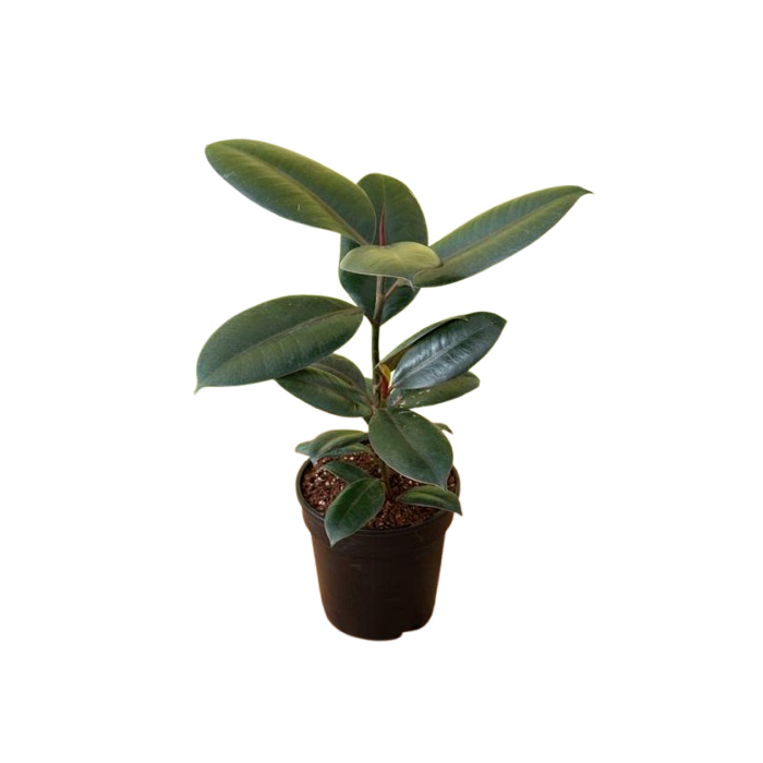 black brown pot plant
