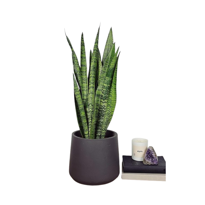 The BALCONY PROJECT, LIVE INDOOR PLANT,SANSEVERIA BLACK CORAL PLANT FOR INDOOR