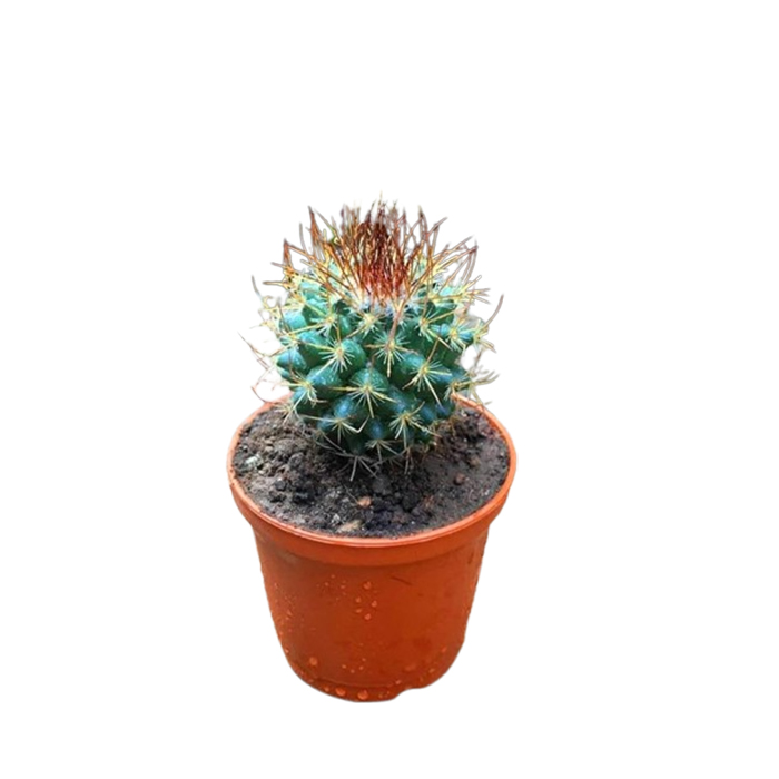 myBageecha- Mammillaria Rodantha - Rainbow pincushion Live Cactus Plant With Pot