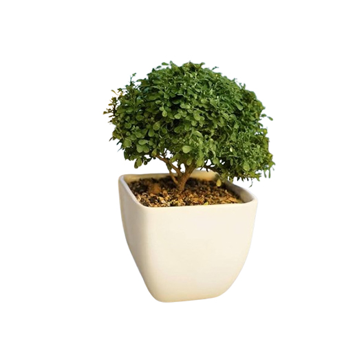 desktop plant-1
