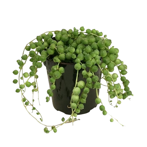 Creative Farmer Succulents For Desktop Senecio 'String Of Pearls
