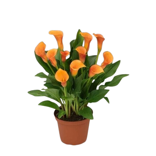 Guruji Plantation Spider Lily Flowering Plant Outdoor Plant For Home