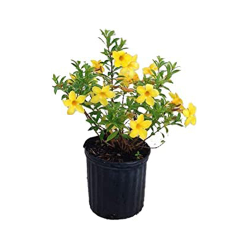 Garden Art Dwarf Yellow Flower Live Plant in Grower's Bag For Outdoor